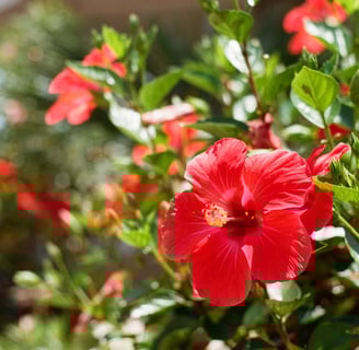 Hibisco