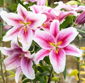 Lirio Rosa