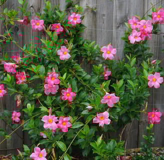 Mandevilla Rosa
