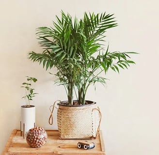 Palmeira Bambu