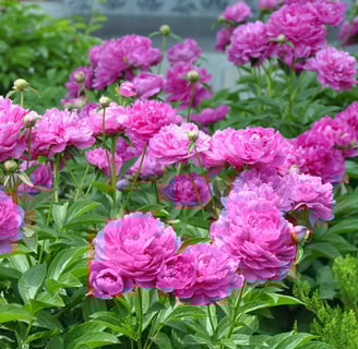 Peonia herbacea