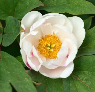 Peonia hibrida