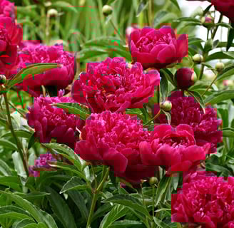 Peonia