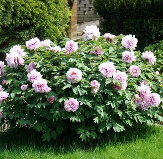 Peonia Arbustiva