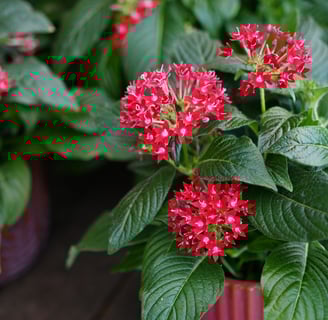Pentas