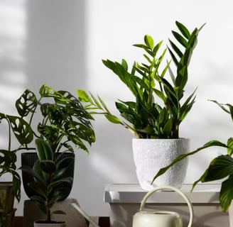 Plantas internas