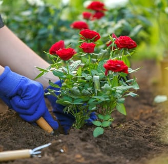 Plantio de rosas