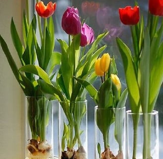 Tulipa em copos
