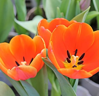 Flor de Tulipa