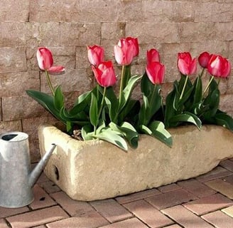 Tulipa em vaso de concreto