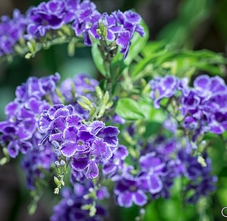 Verbena