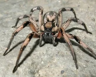 araignée araignées araignée araignées araignée araignées araignée araignées araignée araignées