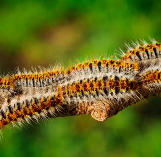 chenille processionnaire chenille processionnaire chenille processionnaire chenille processionnaire