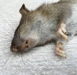 traitement souris traitement souris traitement souris traitement souris traitement souris traitement