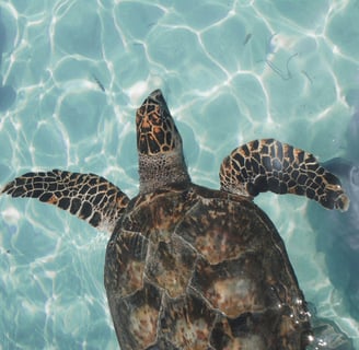 What to Do in Cape Verde