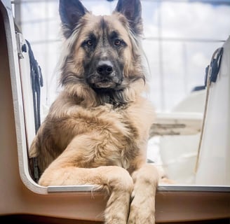 Dog on a sailboat in the Caribbean – perfect candidate for an online veterinary consultation