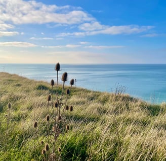 Une fleur de chardon se détache des herbes. Bord de falaise. Mer et ciel