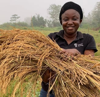 Le Réseau Messi Coopérative agricole de production de riz locale