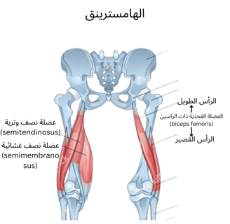 الهامسترينق