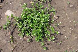 Chickweed in Vancouver