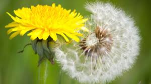 Dandelion Weed