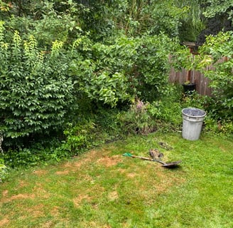browned lawn