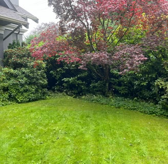 Wide shot of lawn and garden beds