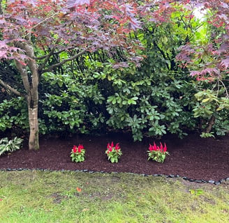 Laurel Hedge with Mulch