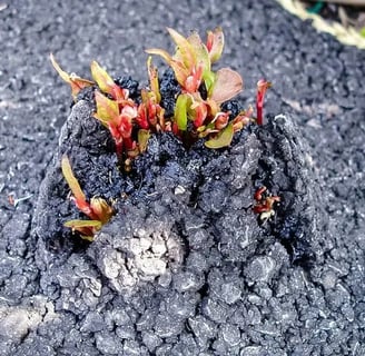 Japanese knotweed