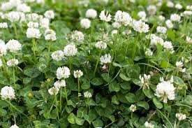 White clover weed