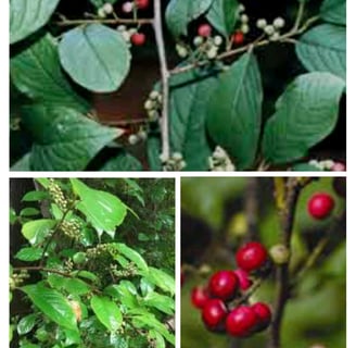 Vavding or Embelia ribes, commonly known as false black pepper, white-flowered embelia, viḍaṅga