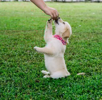 a goldendoogle dog train with a person