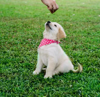 a golendoodle dog sitting on the grass training with a person