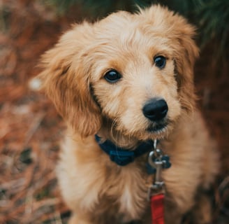 a goldendoodle dog is sitting on the ground with a leash participating in training