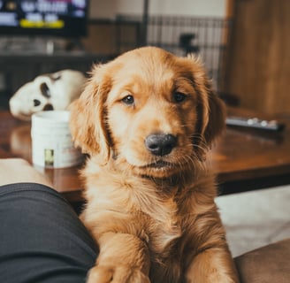 a goldendoogle dog with hand on person leg training how to sit
