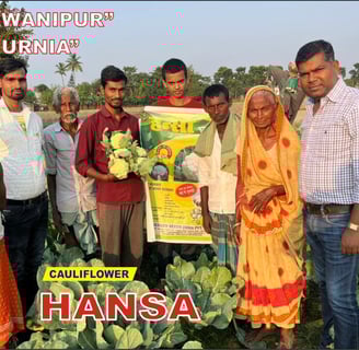 a group of people standing in a NXG Hansa Cauliflower field with a sign that says,'han