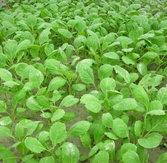a field of green NXG DELIGHT Cauliflower Seedlings with a lot of green leaves