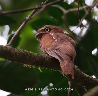 frogmouth of borneo, borneo endemic birds, endangered bird in the world, endagered species