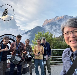 birding tours in sabah, wildlife tours in borneo malaysia, birding in borneo, guiding in borneo
