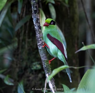endemic bird species in borneo