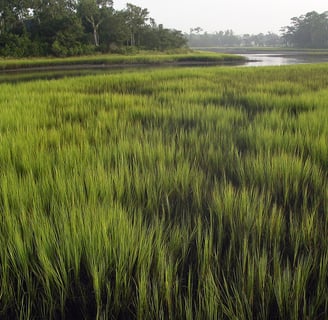 Marismas na Indonésia - Foto de Flickr @bonestitch