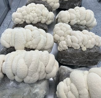 Jerome spores