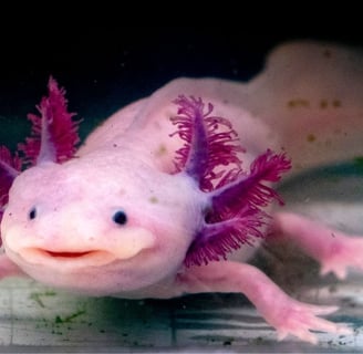 Axolote (Ambystoma mexicanum)