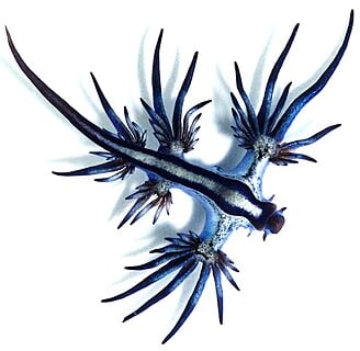 Dragão-azul (Glaucus atlanticus)