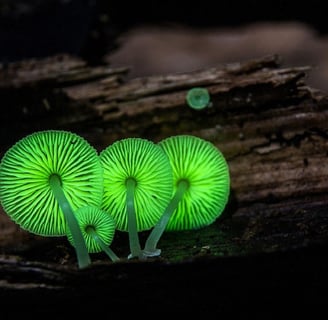 Mycena chlorophos