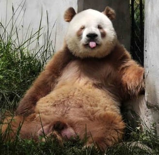 Pandas Marrons Conheça o Raro Urso de Qinling