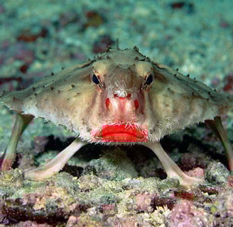 Peixe-morcego-de-lábios-vermelhos