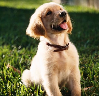 Golden Retriever