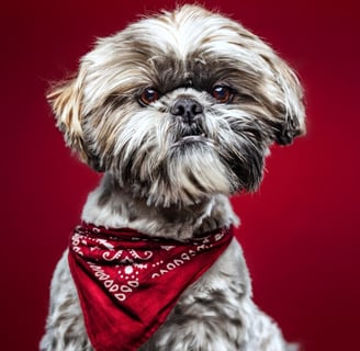 Shih-Tzu