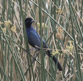 bird in the grass at the celery fields in Sarasota, fl